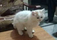 persion kitten/male kitten/cat baby for sale