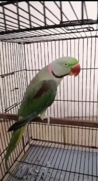 Talking Parrot / Raw Parrot / imported parrots