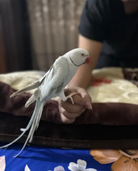 tamed blue ring neck