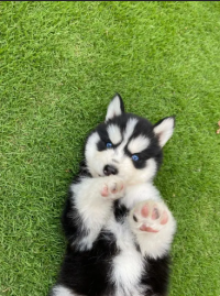 Alaskan Malamute Puppies/High Quality Dog
