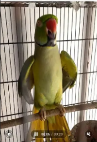 بولنے والا اور ہاتھ پے بیٹھنے والا صرف 18000 ہزار کا