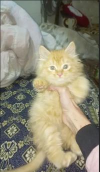 Persian baby Cat for sale