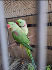 Raw Breeder Pair / green parrots / breeder pair [location: Gujranwala]