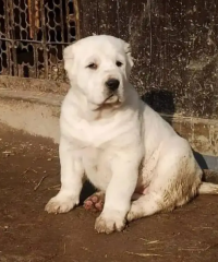 alabai dog male 2 months for sale security dog