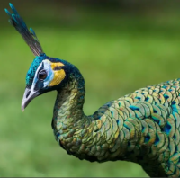 green jawa peacock chicks / peacock chicks / مور | Mor For Sale