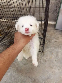 pink nose russian pup. /puppy/Dog for sale