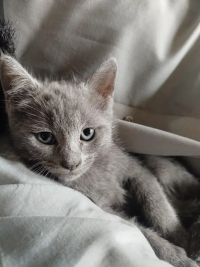 British shorthair kitten /trople coat /grey kittens /high quality cat