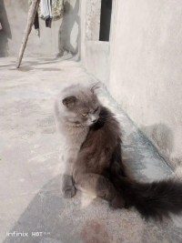 Persian grey cat