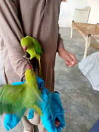 Parrots pair for sell
