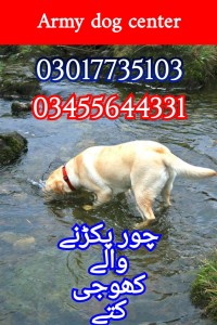 Army dog center 03017735103